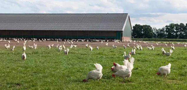 Fomentar la Producción Local Responsable