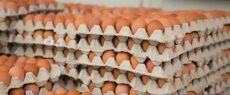 Bandeja de Huevos de Papel