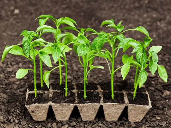 Bandeja de Papel para Guardería