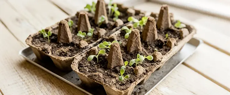 Bandejas de Semillero de Papel