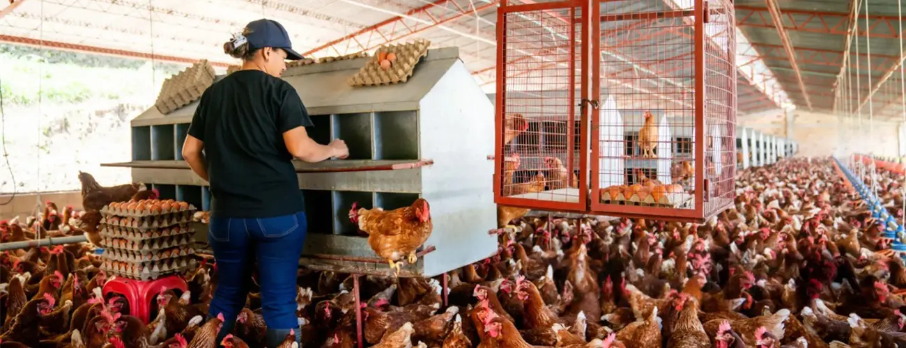 Granja Avícola con Bandeja para Huevos