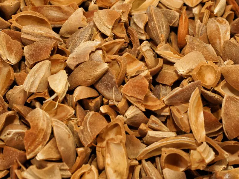 Cáscaras de Huesos de Albaricoque