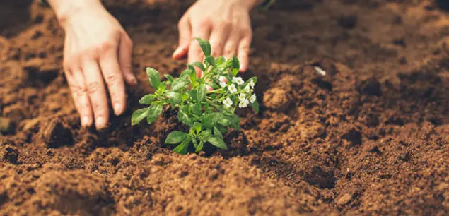 Mejora del Suelo con Biochar