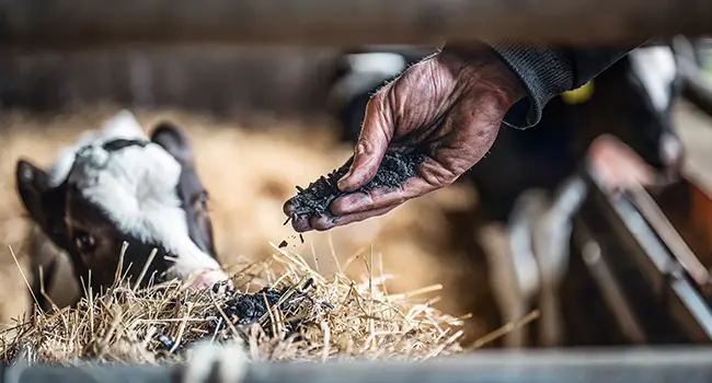 Uso de Carbón Vegetal como Aditivo en la Alimentación Animal