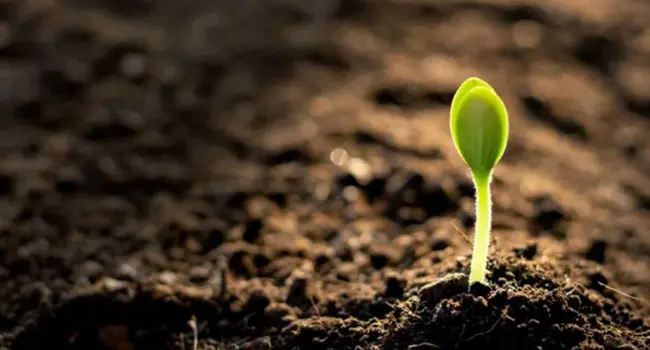 Uso de Carbón Vegetal para la Mejora del Suelo